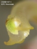 Bulbophyllum immobile  (13)